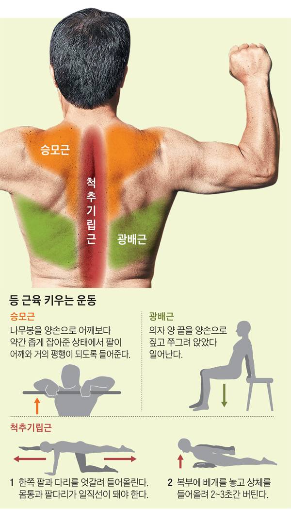 나이가 들어도 굽지 않는 몸을 만들려면 등근육을 키워야 한다./헬스조선 DB