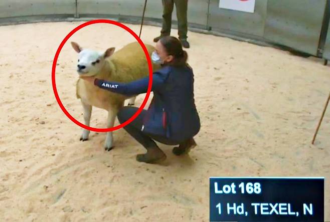 세계에서 가장 비싼 양(羊)으로 기록된 ‘더블 다이아몬드’(빨간 동그라미)의 모습