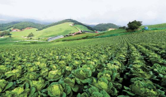 국내 최대 고랭지 채소재배 단지 중 한 곳인 강원도 강릉시 왕산면 대기리 안반데기 배추밭 모습. 뉴스1