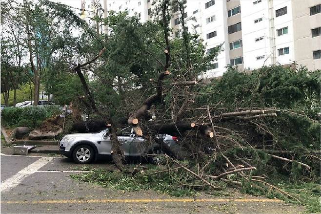 (사진=독자 제공)