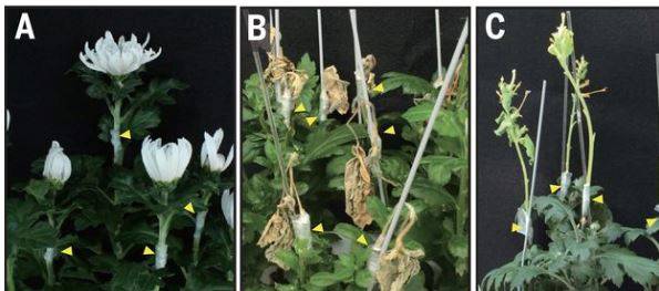 가짓과 식물인 담배는 접붙이기 친화성이 유난히 커 다른 과의 식물과도 종종 접붙이기가 가능하다. 대목으로 국화(Cm)를 쓰고 접수로 각각 국화와 대두(Gm), 담배(Nb)를 써 접붙이기를 하고 4주 뒤 모습이다(왼쪽부터). 대목과 같은 과(같은 종)인 국화는 살았지만 다른 과인 대두는 죽었다. 친화성이 큰 담배는 다른 과임에도 살아남았다. 사이언스 제공