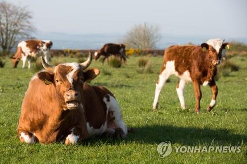 영국 방목장의 소들 [EPA=연합뉴스]