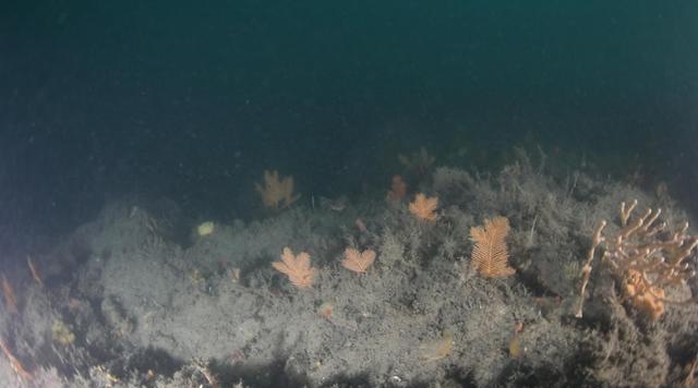 지난 4월 거문도 해상에서 발견된 '착생깃산호'의 모습. 환경부 제공