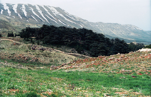 레바논 산맥 계곡의 백향목 군락.