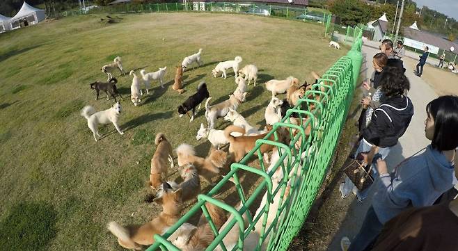 전북 군산에 위치한 군산유기동물보호소의 모습. 전국에서 유기동물이 오는 이곳에는 최근 유기동물 수가 예년보다 더 늘었다. [사진제공=군산유기동물보호소]