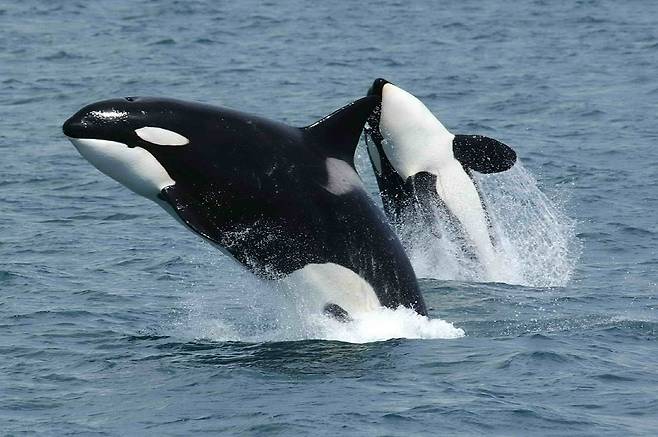지브롤터 해협의 범고래들이 공격적으로 변한 이유는 코로나19 팬데믹의 간접적 영향으로 추정된다.(사진=skeeze / Pixabay)