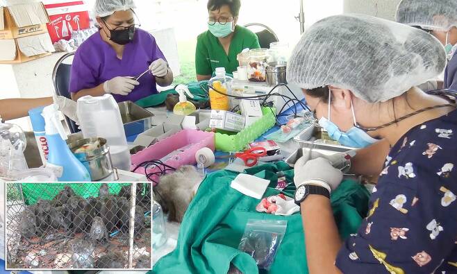 태국, 난폭 원숭이들에 ‘메스’ 꺼내 들었다…중성화 수술 또 진행