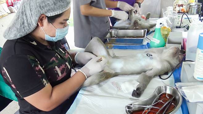 한 수의사가 원숭이 중성화 수술을 진행하고 있는 모습.