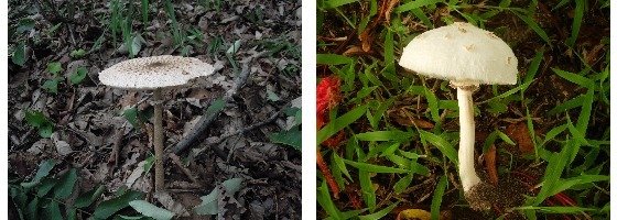 큰깃버섯(식용, 왼쪽)과 독흰갈대버섯(독버섯). [중앙포토]