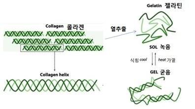 가열에 의해 콜라겐 가닥이 풀리면서 용해됐다가 식으면 굳는다. [자료 이태호]