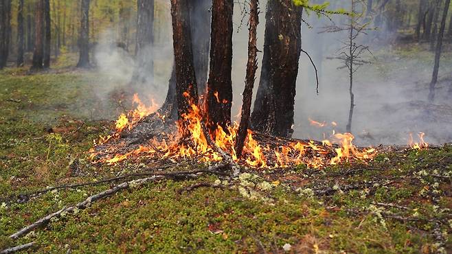 '역대급' 이상 고온과 건조한 날씨가 찾아오면서 올 여름 시베리아에선 화재가 끊이질 않았다. 지난달 러시아 사하공화국 빌류이스키 숲에서 거센 불씨가 나무를 삼키는 모습. 사진 sreda studio