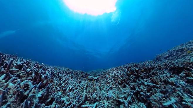 지난달 23일 촬영한 호주 북동부 바다에 있는 세계 최대 산호초 '그레이트배리어리프'. 백화 현상을 앓아 색을 잃은 산호가 보인다. 사진 리처드 피츠패트릭