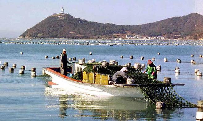 청정바다에서 파래를 채취하는 어민들의 모습(사진은 기사 내용과 관계없음). 연합뉴스