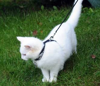 "집사야, 풀밭에 진드기가 많다옹" 출처: vetstreet.com