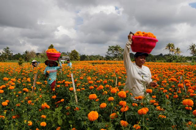 인도네시아 발리에서 21일 근로자들이 메리골드를 수확하고 있다. 인도네시아 힌두교도들은 종종 기도에 꽃을 사용한다. 발리=AP 연합뉴스