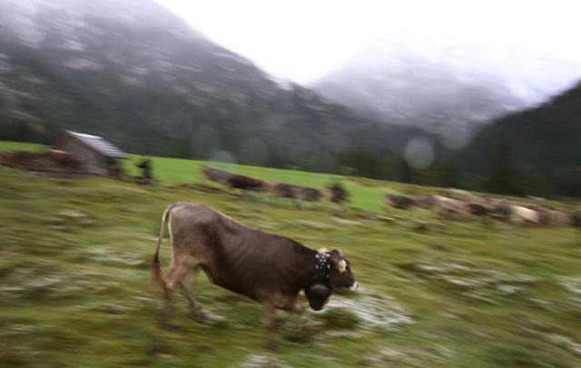 독일 바트힌데랑에서 26일 매년 여름산 목초지에서 소떼를 이동하는 소몰이 행사가 열리고 있다. 바트힌데랑=로이터 연합뉴스