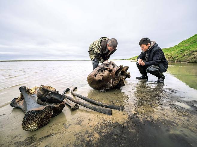 지구온난화로 시베리아 영구동토가 빠르게 녹으면서 다양한 징후들이 나타난다. 사진은 땅속에 묻혀있던 매머드 뼈. 로이터=연합뉴스
