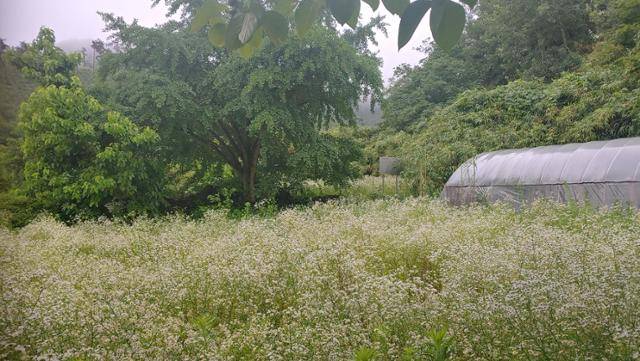 아무도 찾아오지 않고 관리가 되지 않아 잡초로 뒤덮힌 김개남 장군 생가터. 손호철 교수 제공