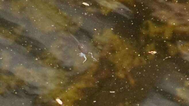개구리 잡아먹는 올챙이 발견…학계 최초 보고(사진=알렉산드로스 테오도르 / 파충류학 리뷰)