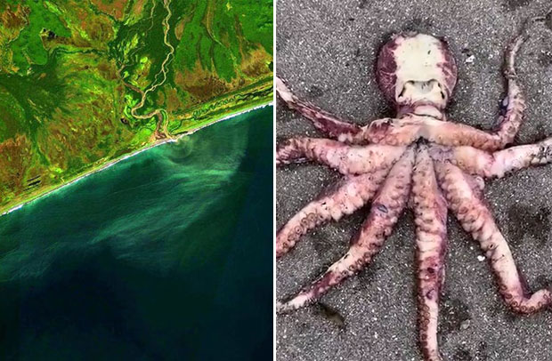 그린피스 측이 공개한 러시아 캄차카반도 해안 위성사진(왼쪽). 황록색 기름띠가 해변을 둘러싸고 있다. 왼쪽은 해변에서 발견된 문어 사체.