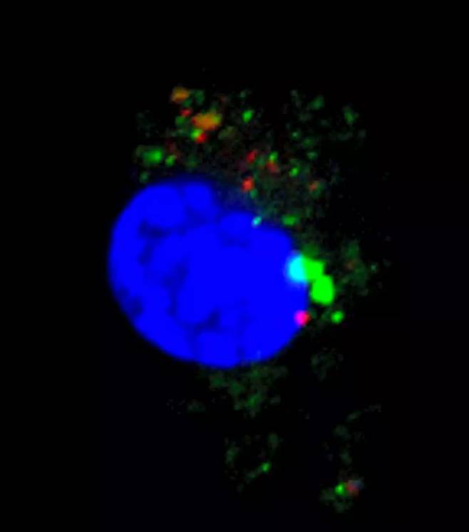 쥐의 세포로 치주질환의 원인균(녹색)이 침투한 모습을 담은 사진. 파란색 부분은 세포의 핵.(사진=다케 히로 규슈대 뇌신경과학과 준교수 제공)