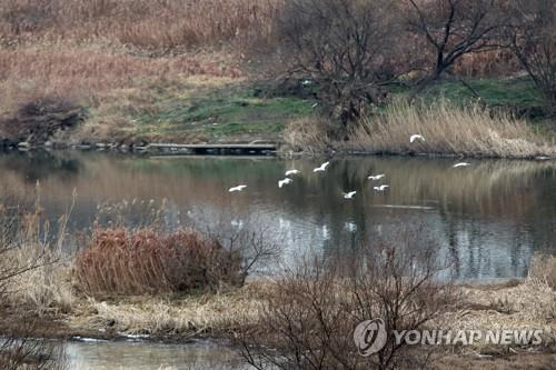 장록습지 [연합뉴스 자료사진]