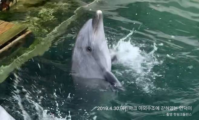 지난 8월 마린파크에서 폐사한 돌고래 안덕의 모습. 핫핑크돌핀스 제공.