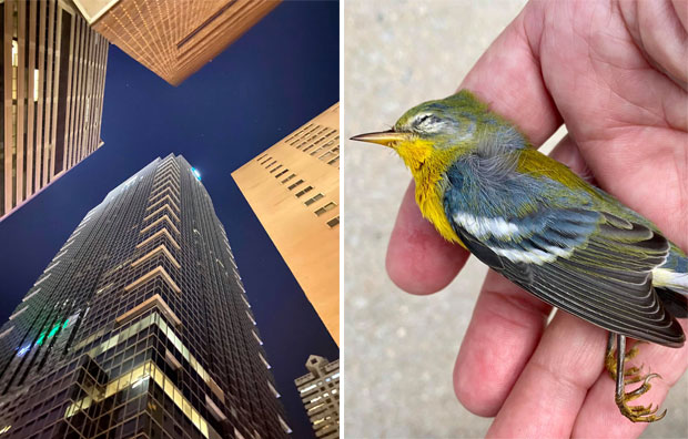 미국 필라델피아에서 철새 1500여 마리가 단체로 빌딩숲을 들이받았다./사진=스티븐 마제스키/오듀본 협회 페이스북