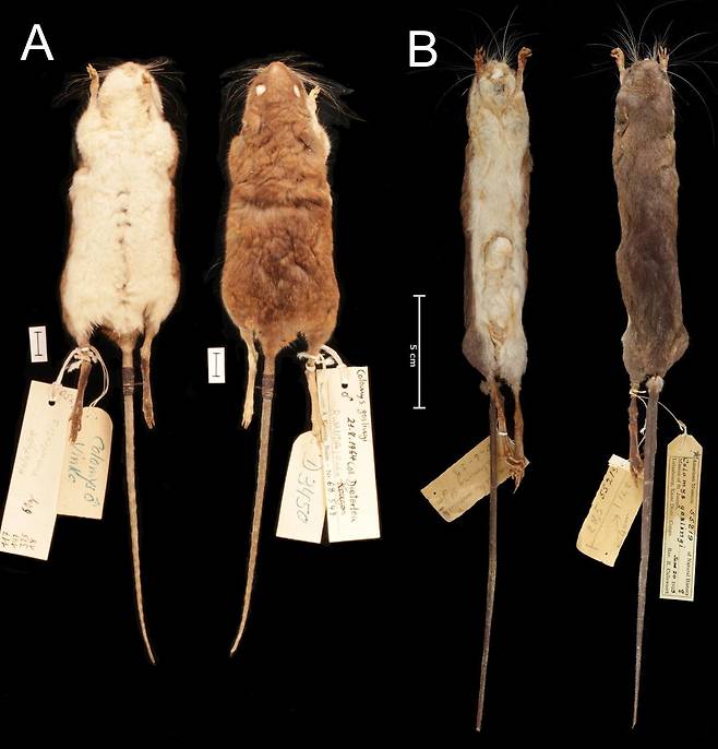 기존 아프리카물쥐(학명 Colomys goslingi·왼쪽)와 새로 확인된 루뭄바 아프리카물쥐(학명 Colomys lumumbai)의 표본을 비교한 모습.(사진=필드자연사박물관 제공)