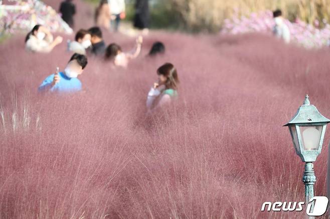 (평택=뉴스1) 조태형 기자 = 완연한 가을 날씨가 이어진 14일 오후 경기도 평택시 바람새마을에서 시민들이 핑크뮬리와 함께 추억을 남기고 있다. 2020.10.14/뉴스1