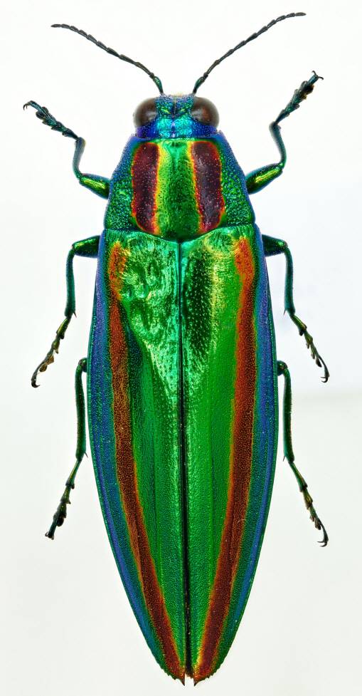 5세기 신라의 말안장 가리개 장식에는 현란한 녹색을 내뿜는 비단벌레 수천 마리가 사용됐다. /사진제공=국립중앙박물관