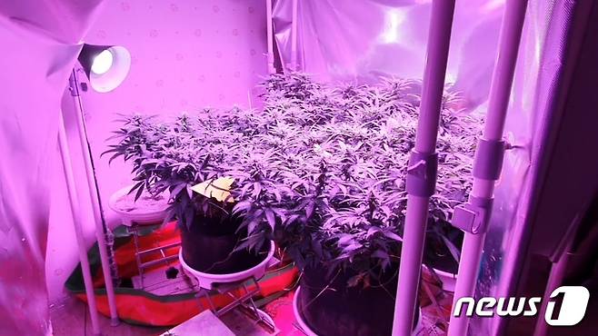 마약 제조 현장.(경기남부지방경찰청 제공)© 뉴스1