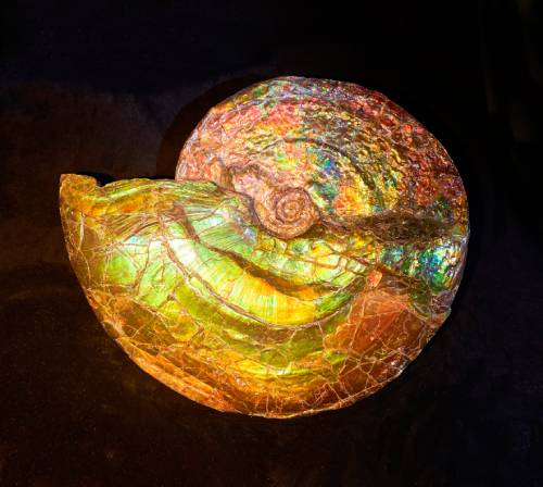 암모나이트(Ammonite) 화석  중생대 백악기에 멸종한 연체동물 화석. 오랜 세월이 흐르는 동안 암모나이트 표면이 투명해져 빛을 아름답게 반사하는 천연 보석이 됐다.