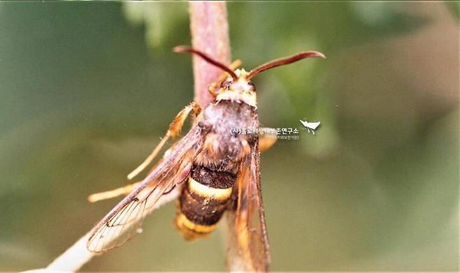 장수유리나방은 포식자가 말벌로 오인해 주길 기대한다.