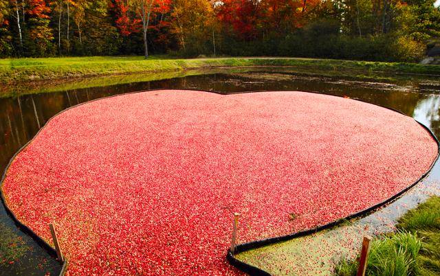크랜베리는 밭에 물을 채워 열매가 떠오르면 조금씩 퍼 올려 수확한다. 게티이미지뱅크