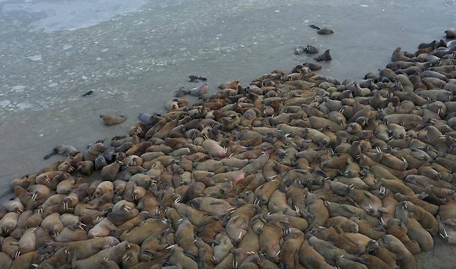 러시아 카라해 연안에서 발견된 바다코끼리 무리 일부(사진=로이터 연합뉴스)