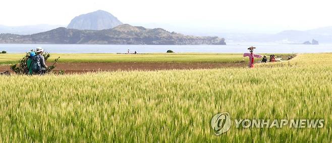 "여기는 제주 가파도 청보리밭!" (서귀포=연합뉴스)  2018년 4월 제10회 가파도 청보리축제를 앞둔 서귀포시 대정읍 가파도 풍경. [연합뉴스 자료사진]