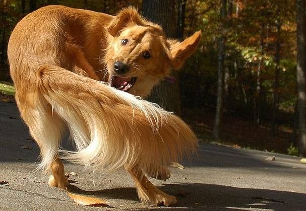 행동분석학적으로 꼬리 쫓기는 슬픈 몸부림이다.  출처: smithsonianmag.com