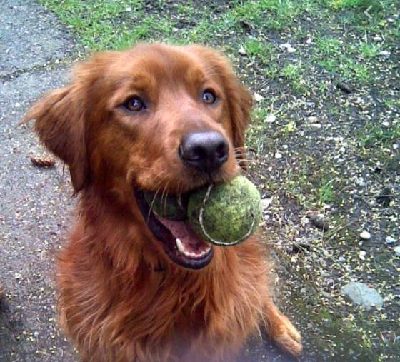 "많이 놀아주고, 산책하고 싶어요" 개들의 행복은 전적으로 그를 키우는 보호자의 손에 달려있다. 출처: dogtalk101
