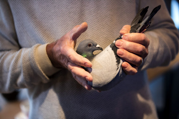 벨기에에서 160만 유로, 한화 약 21억 원에 낙찰된 경주용 비둘기(전서구) ‘뉴 킴’(사진=AP 연합뉴스)