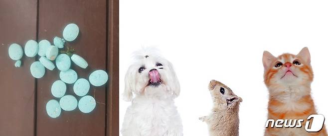 구서제(독자 제공)와 강아지, 쥐, 고양이(이미지투데이 사진) © 뉴스1