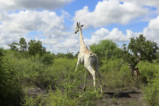 지구에 단 한 마리 남은 '하얀 기린'을 밀렵꾼으로부터 보호하기 위해 뿔에 GPS 추적 장치가 부착됐다. AP=연합뉴스