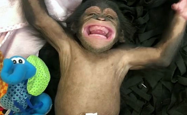 17일(현지시간) CBS볼티모어는 미국 메릴랜드주 볼티모어시 메릴랜드동물원에 사는 새끼 침팬지 ‘메이지’가 생애 첫 함박웃음을 지었다고 전했다./출처=메릴랜드동물원 페이스북