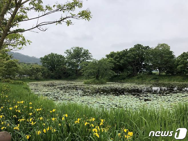 전남 함평 모정마을숲 © News1