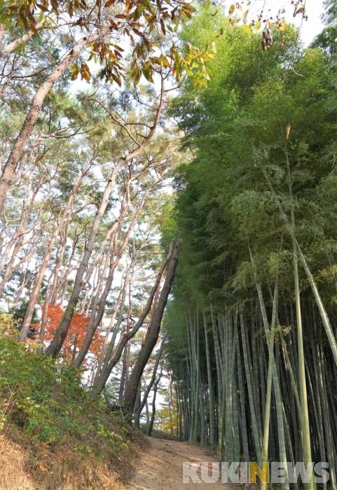 대숲을 따라 걷다 보면 소나무와 대나무가 대치하고 있는 좁은 오솔길을 만난다. 사람의 간섭이 없다면 오솔길은 곧 대나무 차지가 될 듯하다.