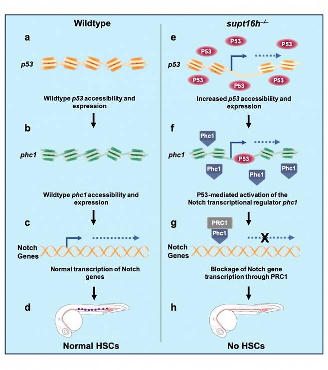 정상 제브라피쉬(왼쪽)와 Supt16h 돌연변이 제브라피쉬의 조혈줄기세포 발생 기작을 설명한 그림이다. 정상(Wildtype)의 경우 p53과 노치를 억제하는 단백질(phc1)의 발현에 큰 변화가 없기 때문에 노치 신호가 정상 작동해 조혈줄기세포가 만들어진다. 반면 Supt16h 돌연변이(supt16h-/-) 제브라피쉬에서는 p53의 발현이 증가해 노치 억제 유전자인 phc1을 직접적으로 활성화시킨다. 결과적으로 노치 유전자 발현이 억제돼 대동맥 내피세포에서 조혈줄기세포의 발생이 줄어든다. IBS 제공