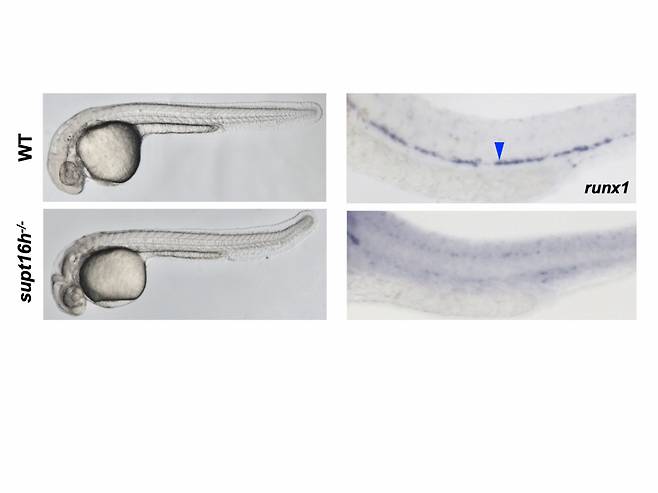 Supt16h 돌연변이 제브라피쉬는 머리와 꼬리에 비정상적인 형태를 보이고(좌측 하단), 조혈줄기세포를 표지하는 runx1 유전자(파란색 화살표)가 발현되지 않았다. Supt16h가 결여될 경우 조혈줄기세포의 발생이 억제됨을 알 수 있다. [IBS 제공]