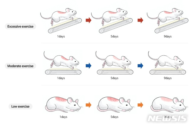 [서울=뉴시스] 알레르기마우스 동물모델에서 운동 강도에 따른 피부염증의 변화. (사진=고대의대 제공). 2020.11.24. hong1987@newsis.com