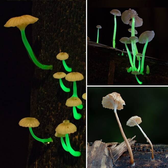 이 버섯은 밤이 되면 자체 발광하는 데 줄기와 그 밑에서 빛을 낸다.(사진=파이토택사)
