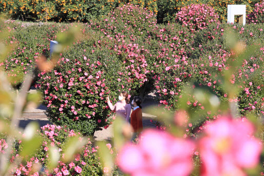 25일 오전 제주 서귀포시 안덕면 마노르블랑 정원에 동백꽃이 피어 오가는 이들의 눈길을 사로잡고 있다.(사진=연합뉴스)